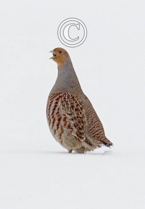 Grey Partridge in the Snow DM1397